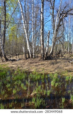Spring in the forest. Spring forest landscape in the national Park of Central Russia.
