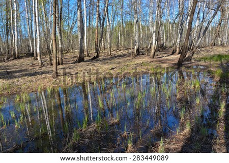 Spring in the forest. Spring forest landscape in the national Park of Central Russia.