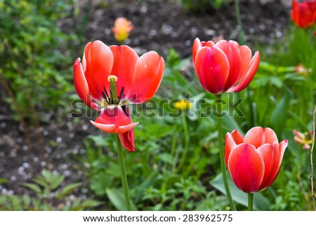 Tulips. Spring flowers bloom in gardens and flower beds, outside Moscow.