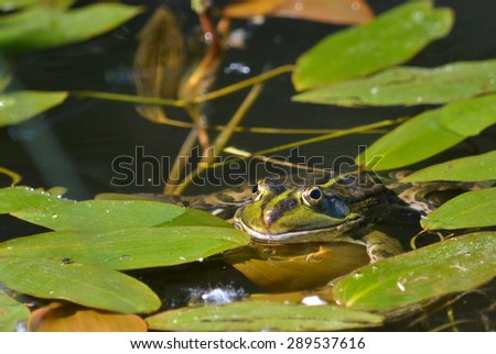 A green frog. Frog in June, submerged among water leaves the pond.