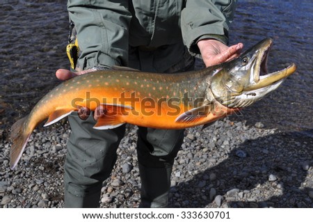 Mining fishing - Arctic char. Photograph of freshly caught salmon.