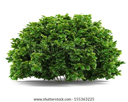 http://image.shutterstock.com/display_pic_with_logo/1585268/155363225/stock-photo-plant-bush-isolated-155363225.jpg