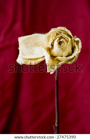 White rose to red background