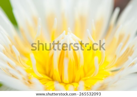 Yellow Lotus flower and Lotus flower plants