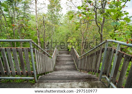 wood bridge,dense mixed forest