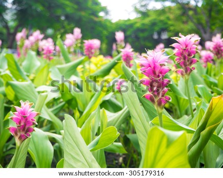 Curcuma alismatifolia or Siam tulip or Summer tulip in the garden nature Thailand with soft focus color filtered background.