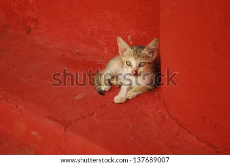 Little kitty on red background