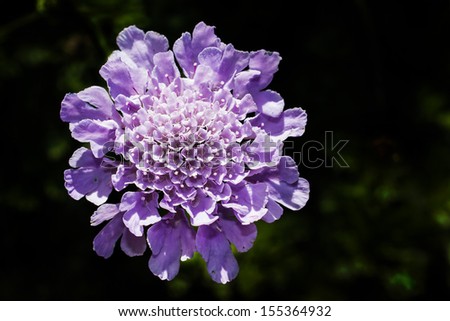 purple wild flower isolated,