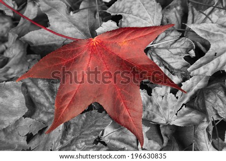deep red autumn leaf on black and white leaves