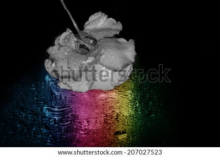 Black and white wet rose with rainbow reflection
