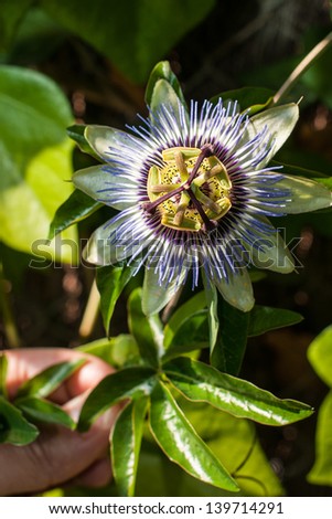 Passion flower or passiflora.It is the flower of the passion fruit .And for the christians is a symbol of jesus crucifixiÃ?Â³n.we can see the Crown,the nails and the hammer apart from other things