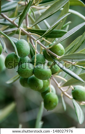 The olive  is a species of small tree in the family Oleaceae, native to the coastal areas of the Mediterranean sea.Its fruit, also called the olive, is of major agricultural importance in the region