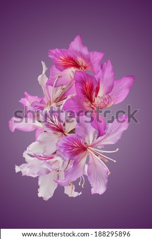 Flowers of Bahuinia Blakeana isolated with in purple bottom.Bauhinia blakeana commonly called the Hong Kong Orchid Tree.Since 1997 the flower appears on Hong Kong\'s coat of arm, its flag and its coins