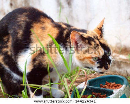 homeless hungry black brown cat eating cat food in a broke pet bowl