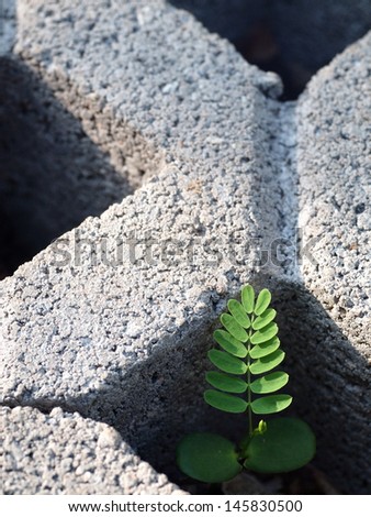 power of nature, little plant growing in a small area of concrete block.