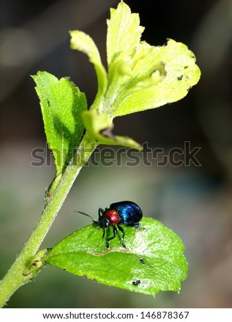 blue bug on a green leaves in nature