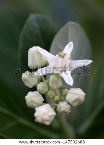 white Giant Indian Milkweed, Crown Flower, white exotic tropical flowers