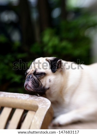 White Pug laying on a table and put his chin on a chair backrest top
