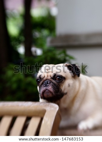 White Pug laying on a table and put his chin on a chair backrest top