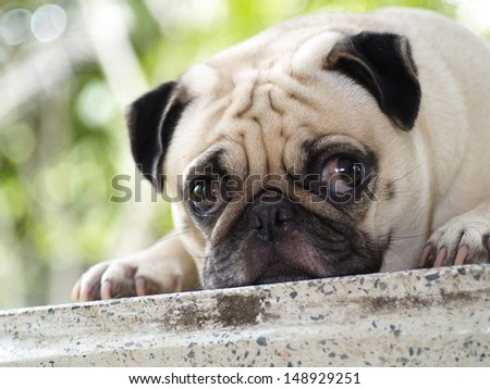happy funny lovely white pug laying on a table