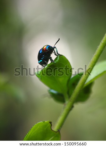 blue bug, tropical beetles with red dot on his head creeping under sunlight in summer on green area in nature with natural bokeh background, Thailand