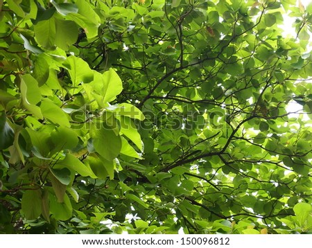 green leaves background of large tropical trees under natural sunlight taken in nature with nice bokeh background