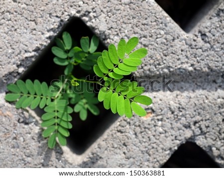 power of nature, little plant growing in a small area of concrete block.