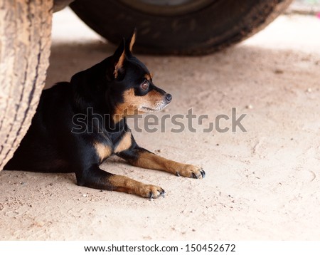 black miniature pinscher dog laying on the garage floor under a car watching outside