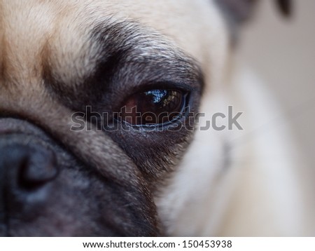 close up of an eye of a small white pug with expression of thinking, unhappy, angry, killer and fighting instinct