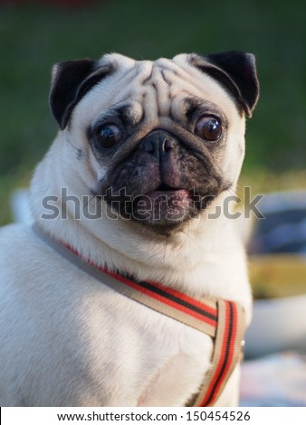 happy active white pug dog making serious face, ready to run and play in green field outdoor under sunlight in good weather day