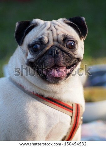 happy active white pug dog laughing, ready to run and play in green field outdoor under sunlight in good weather day