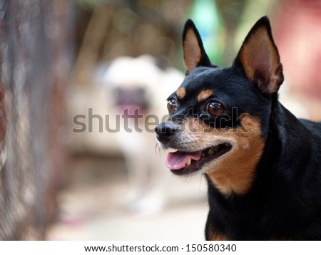 black miniature pinscher dog portrait with a white pug atanding blur as picture background
