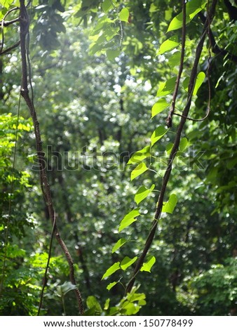 green creeping plant, climber, typical tropical jungle plant with green leaves under sunlight with beautiful bokeh jungle background
