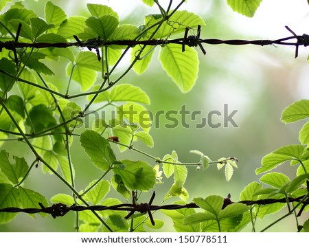 green young creeping plant, climber, typical tropical jungle plant with green leaves under sunlight with beautiful bokeh  background on barbed wire