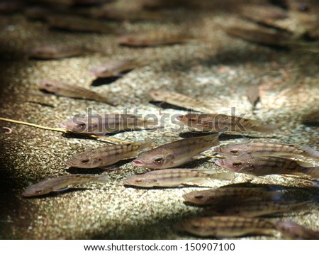 group of young fish in gray swimming in clear water under sunlight close up in a pond