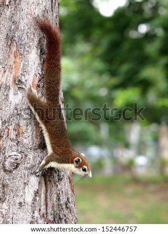 a red brown small asian squirrel/chipmunk with small ears and tail on a tree in a park in Bangkok