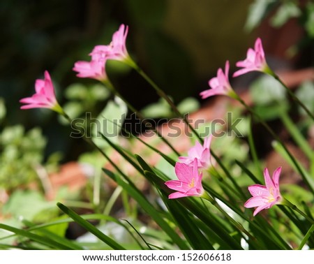 beautiful tropical purple rain lilies on green leaves background under natural sunlight