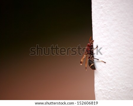 a Paper wasp, Hymenoptera, Omnivorous dangerous insect on white wall and gradient background