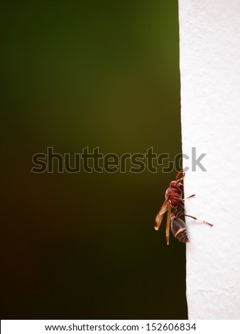 a Paper wasp, Hymenoptera, Omnivorous dangerous insect on white wall and gradient background