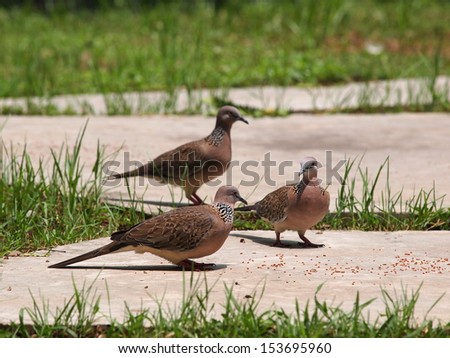 free tropical zebra doves walking on the floor in green environment of city park on a sunny day with natural background picking seeds and bird food grains on the floor