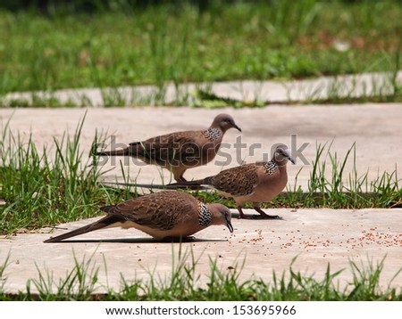 free tropical zebra doves walking on the floor in green environment of city park on a sunny day with natural background picking seeds and bird food grains on the floor