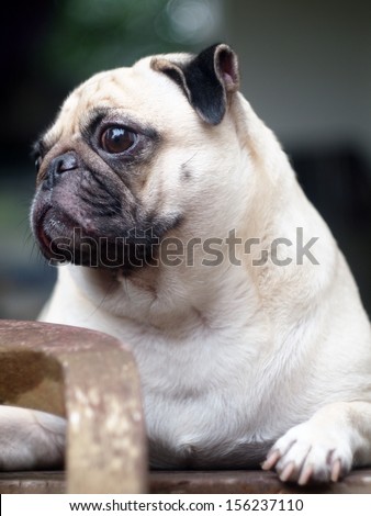 lovely white fat pug head shot close up lying on a table making sad face looking up for something