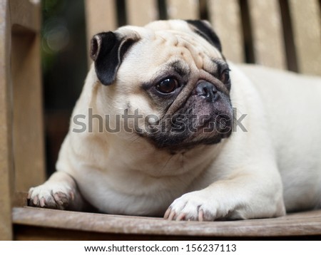 lovely white fat pug head shot close up lying on a chair making sad face looking up for something