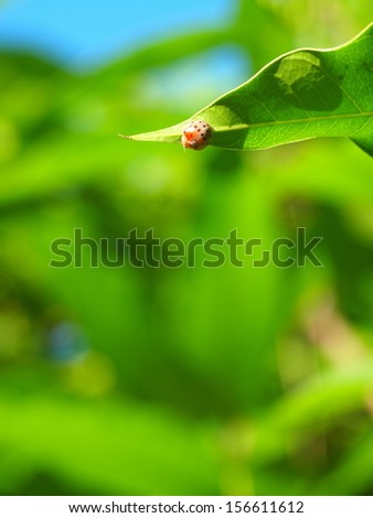 tiny orange color bug ladybug with black dots on a leaf  in nature under natural sunlight and green bokeh background