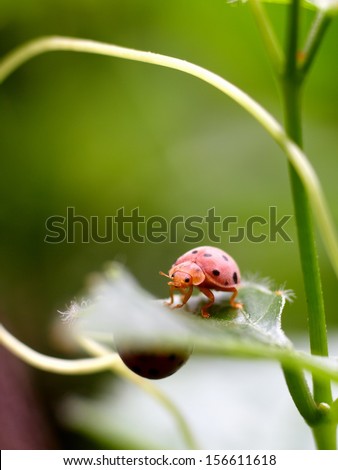 tiny orange color bug ladybug with black dots on a leaf  in nature under natural sunlight and green bokeh background