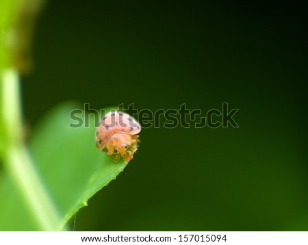 front side of a tiny orange color bug ladybug with black dots on a leaf in nature under natural sunlight and green bokeh background