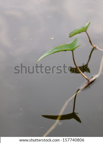 Swamp cabbge, Swamp cabbage white stem, Water morning glory creeping on smooth water, close up