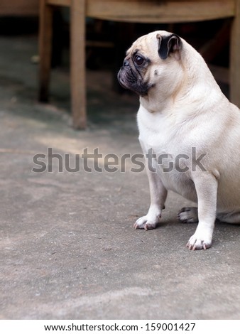 white pug sitting on a the floor  outdoor under natural sunlight  making sadly face with expression of thinking, lonely, sad, wisdom, waiting, visionary