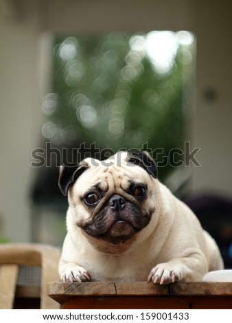 white pug laying on a table outdoor under natural sunlight  making sadly face with expression of thinking, lonely, sad, wisdom, waiting, visionary, serious