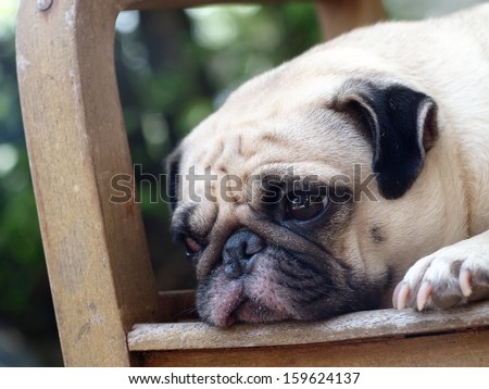 white fat pug dog laying on a wooden chair making sad face